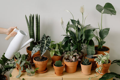 4 Amazing Benefits of Having Indoor Plants In Your Home